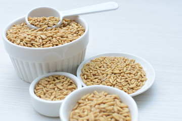 Oat grains accompanied by wheat ears in containers for display