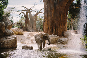 An African elephant cools with the water of a pond