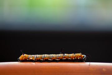 Common crow caterpillar lower third