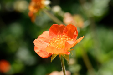 Fototapeta premium Geum Georgenberg avens flower close-up