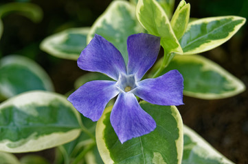 Vinca major bigleaf periwinkle close-up flower
