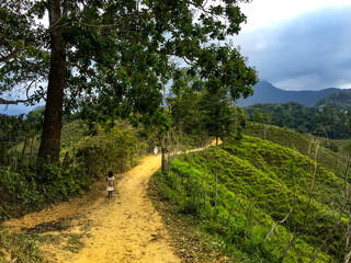 Obraz premium Dirt Road Surrounded by Wooden Stakes that Delimit its Agricultural and Livestock Lands the Ciudad Perdida (Lost City) Tayrona Park, Magdalena / Colombia