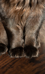 black long haired cat paws, brown kitty sitting dainty paw