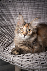 beautiful tabby maine coon kitten resting on braided chair looking at camera curiously