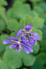 Geranium Philippe Vapelle flower close-up