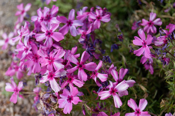 Fototapeta premium phlox subulata red wings flower close-up