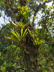 Big Tree in the Middle of Hike to the Ciudad Perdida (Lost City) Tayrona Park, Magdalena / Colombia