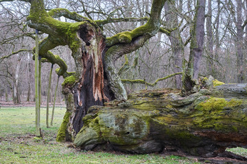 broken trunk of eight hundred years old, historic oak on a meadow in Poland.