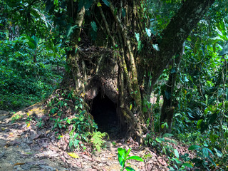 Big Tree with a Big and Dark Hole in the Middle of Hike to the Ciudad Perdida (Lost City) Tayrona Park, Magdalena / Colombia