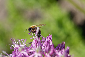 Bee Apies melifiera on Allium aflatunense
