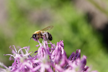 Bee Apies melifiera on Allium aflatunense