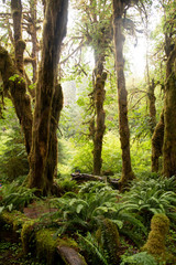 Fototapeta premium Hoh Rainforest in Olympic National Park 