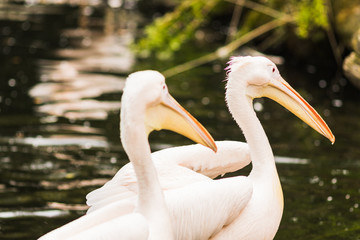 The Pink-backed Pelican or Pelecanus rufescens portrait
