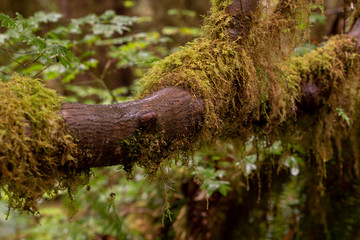 Hoh Rain forest in Olympic National Park 