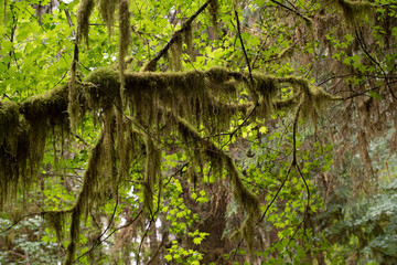 Fototapeta premium Hoh National Rain Forest 