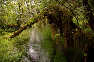 Fototapeta premium Hoh National Rain Forest 