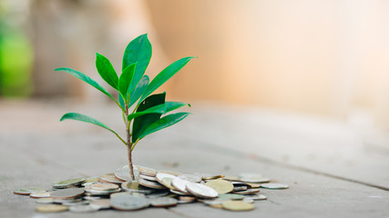 Fototapeta na wymiar Tree grow on pile of money coins over with blur nature background. business financial banking saving concept. investment profit income. marketing startup success