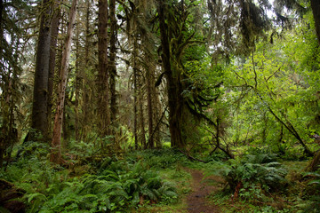 Obraz premium Hoh National Rain Forest 