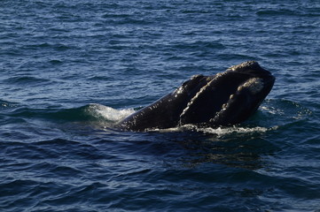 Fototapeta premium ballena disfrutando la tranquilidad del mar