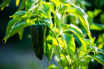 green pablano hot pepper growing on plant, gardening, growing spicy ancho peppers, kitchen garden