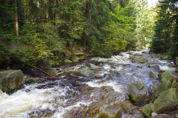 Fototapeta premium Mountain stream in the forest