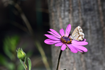 Little butterfly ridding the nectar of a purple flower