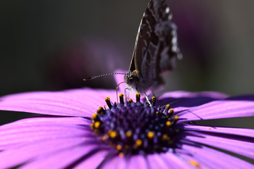 Little butterfly ridding the nectar of a purple flower