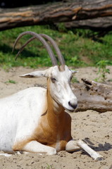 Oryx antelope