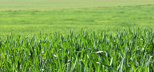 Fototapeta premium green wheat field in Andalucia 