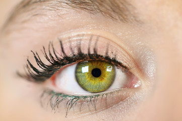 Female eye close-up. Macro. Perfect makeup and eyebrows. Beautiful green eyes .