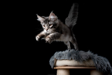 Obraz premium playful tabby maine coon kitten jumping off scratching post hunting looking ahead focused isolated on black background