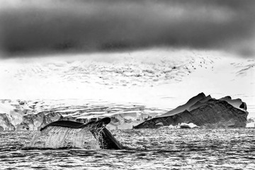 Humpback Whale Tail Water Charlotte Harbor Antarctica