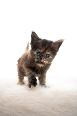Obraz premium studio portrait of a tiny cute 5 week old tortoiseshell maine coon kitten standing on white fake fur in front of white background with copy space
