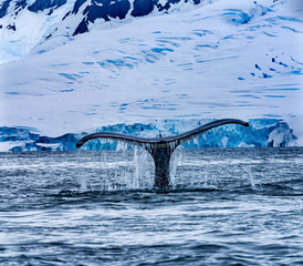 Humpback Whale Tail Water Charlotte Harbor Antarctica