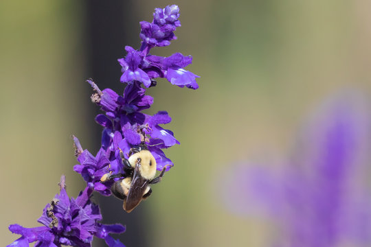 Bumblee Bee Visiting A Salvia