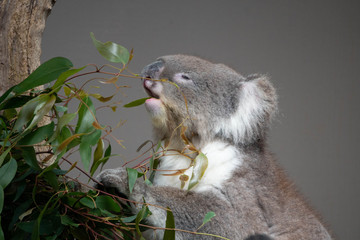 Koala