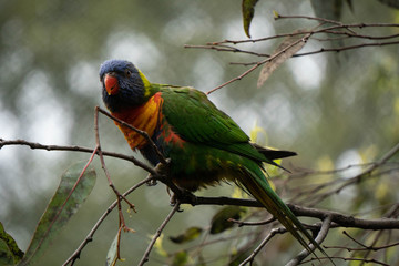 Rainbowloriket
