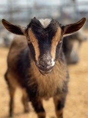 goat baby