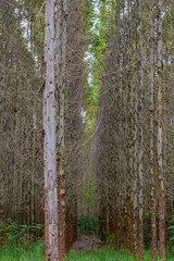 Eucalyptus Forest Plantation