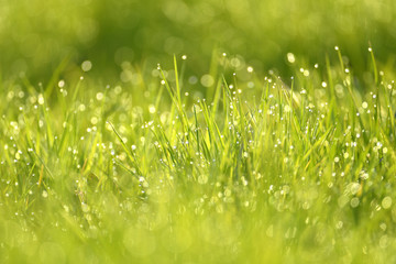 Obraz premium Wet summer green grass background