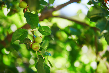 Green apple on branch of apple tree