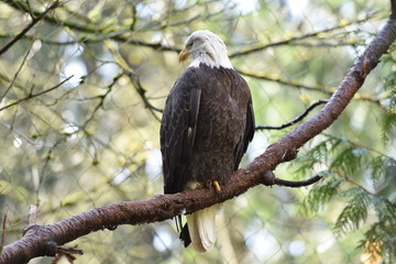 Bald eagle at the zoo