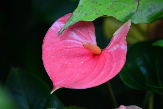 Anturios rosa em jardim de casa