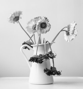 Black and white closeup of wilted gerbera daisies in white jug (selective focus)