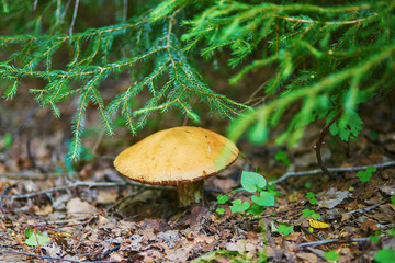 Beautiful boletus mushroom