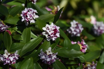 Winter daphne flowers / Winter daphne bloom strong aromatic flowers from February to March.