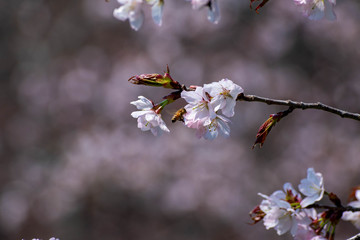 満開のサクラの花