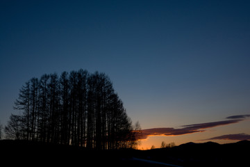 残雪の丘と唐松林と夕空