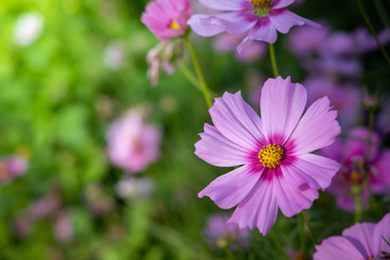 Fototapeta premium Beautiful Cosmos flowers in garden. Nature background.