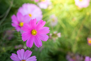 Obraz premium Beautiful Cosmos flowers in garden. Nature background.